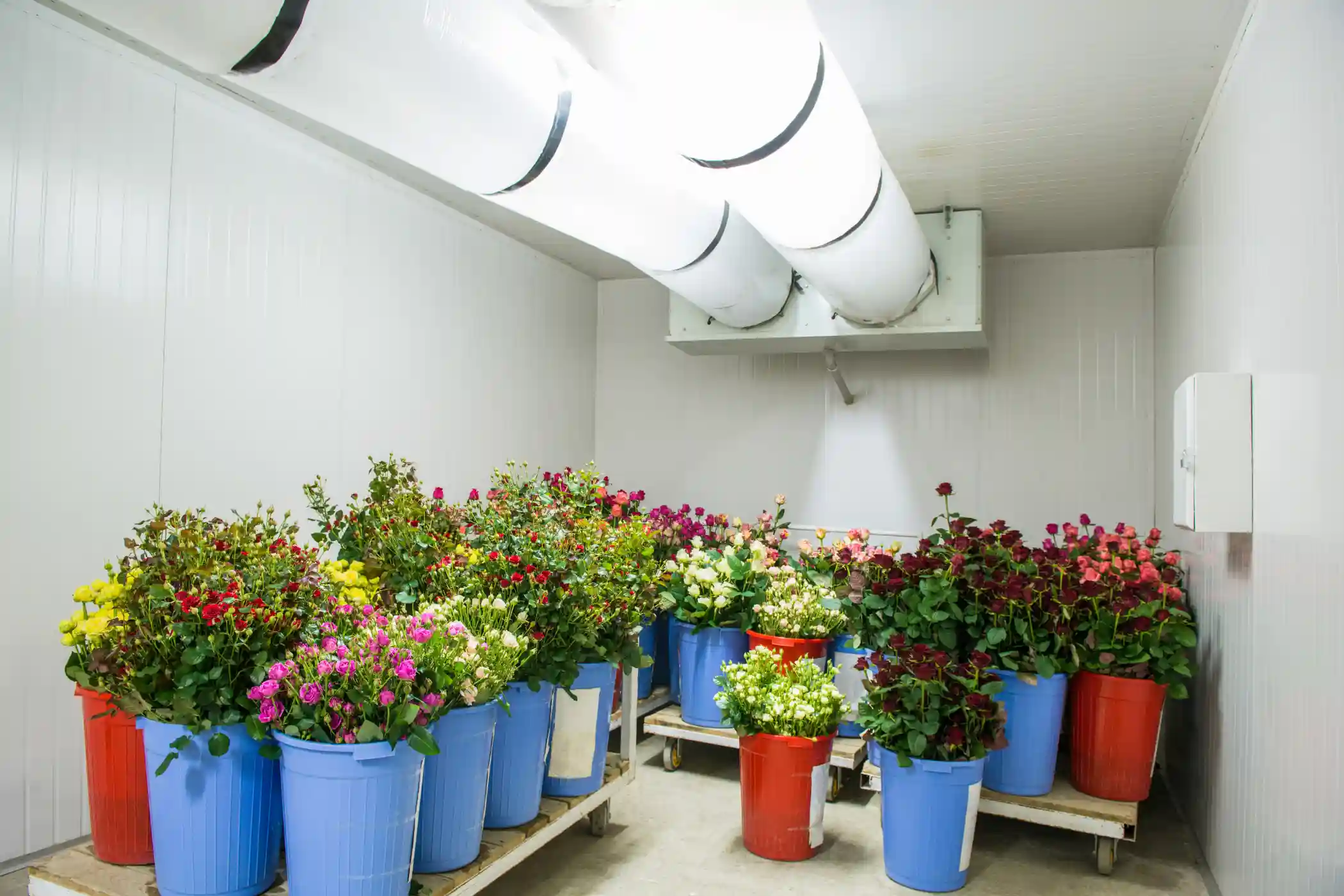 Cámara de Frío para Floristería